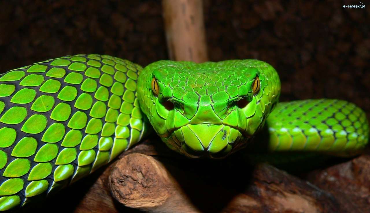 zielony wąż puzzle online