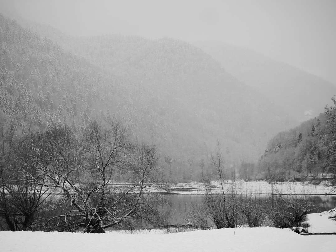 bezlistne drzewa na ziemi pokrytej śniegiem w pobliżu zbiornika wodnego puzzle online