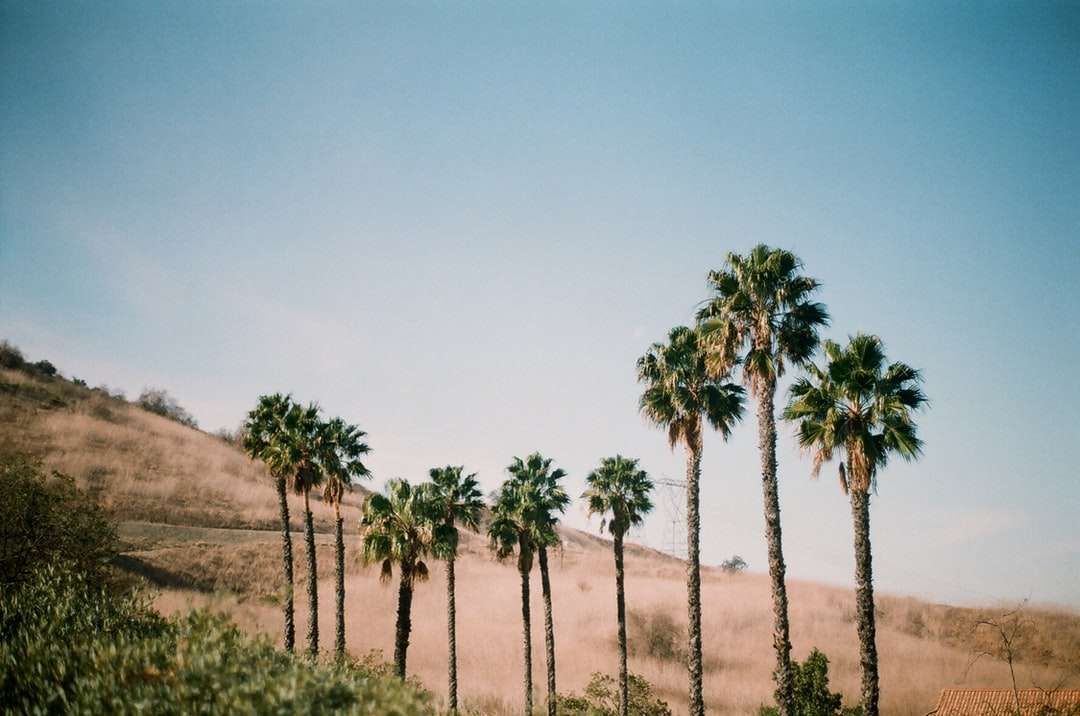 zielone palmy na brązowym polu pod błękitnym niebem puzzle online