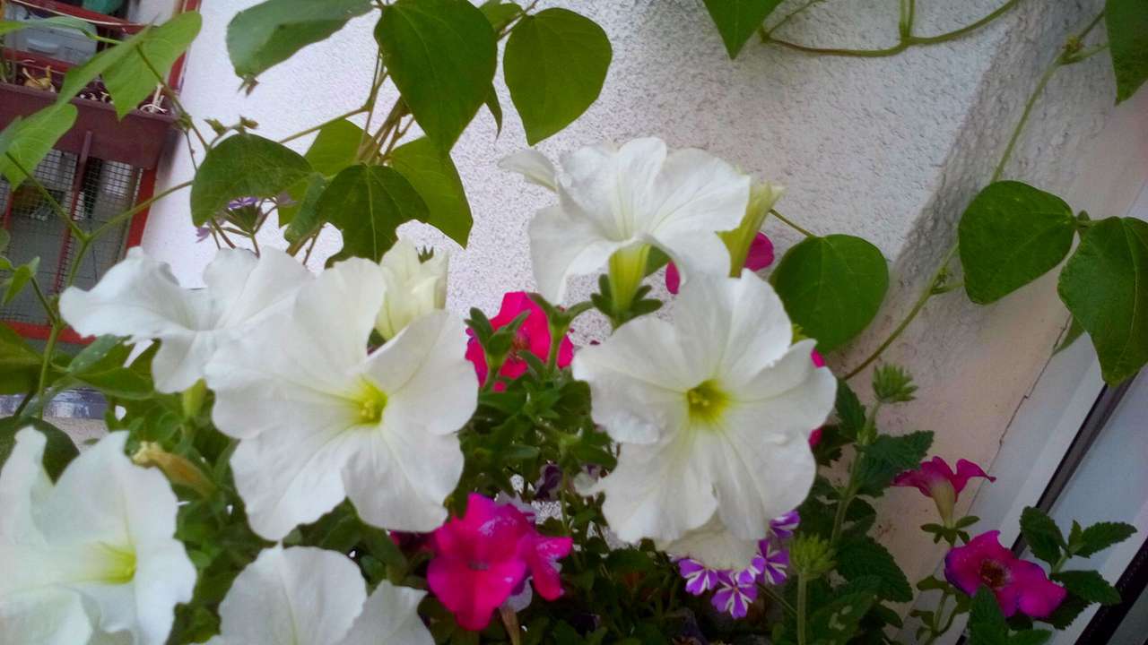 Kwiatowo na balkonie puzzle online