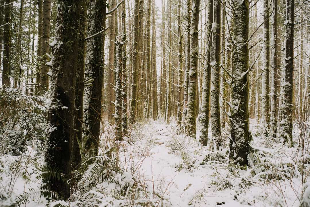 pokryte śniegiem drzewa w ciągu dnia puzzle online