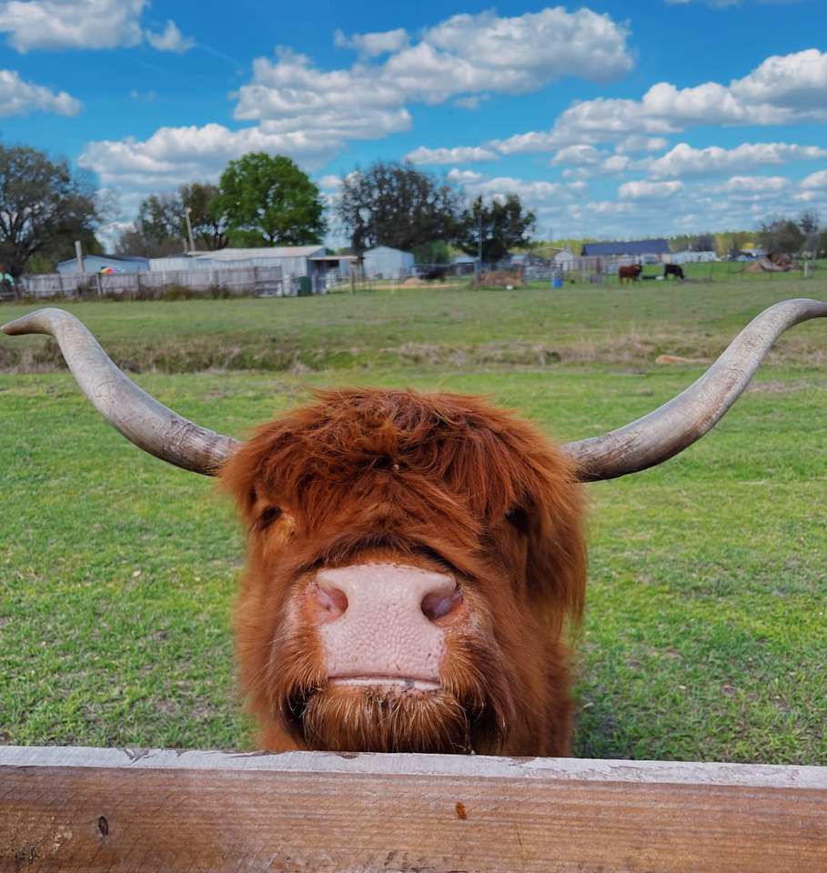 brązowa krowa na polu zielonej trawie pod błękitnym niebem w ciągu dnia puzzle online