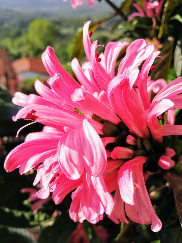 Na balkonie ... różowy kwiat puzzle online