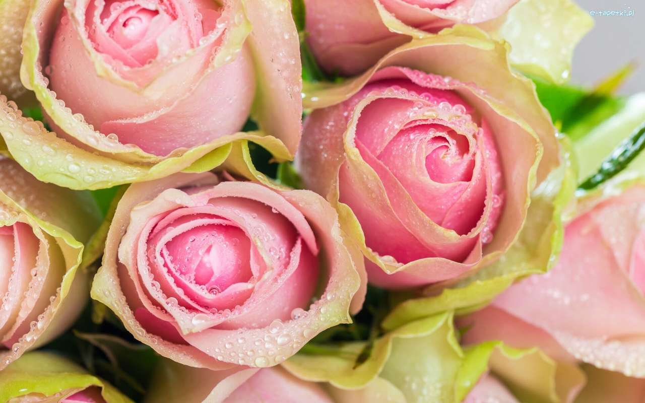 Różowe Róże, Krople puzzle online