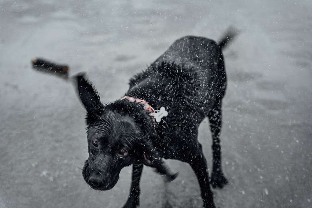 Czarny labrador retriever na pokryte śniegiem puzzle online