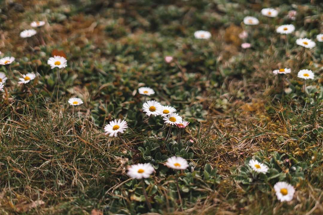 Białe i żółte kwiaty na zielonej trawie puzzle online