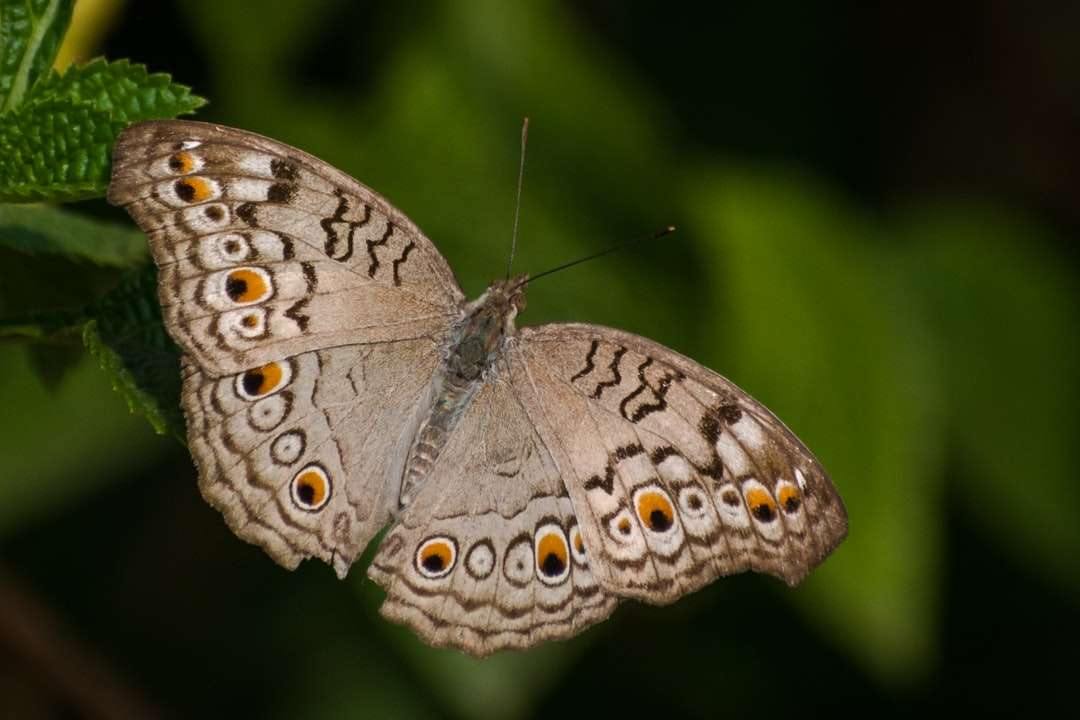 Brązowy i biały motyl siedzący na zielonym liściu puzzle online