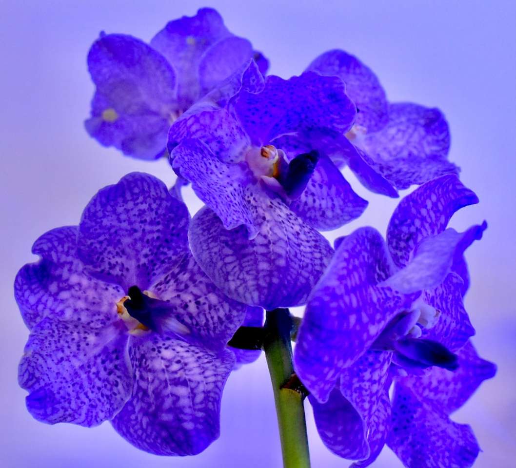 Purpurowe i zielone orchidee ćma w rozkwicie z bliska zdjęcie puzzle online