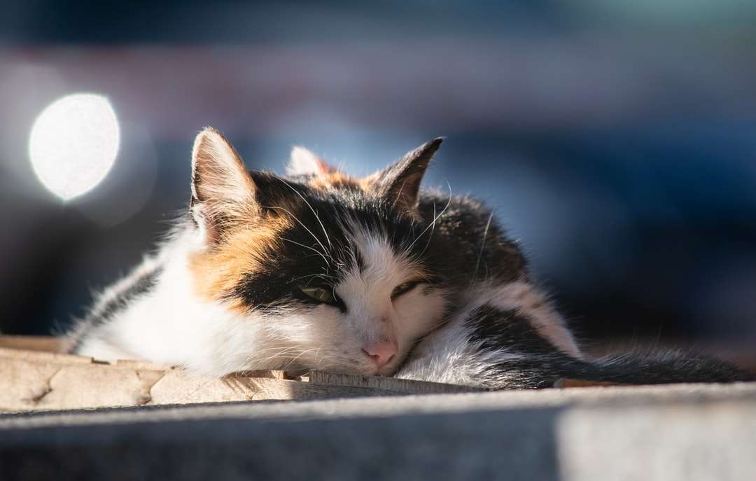 Biały czarny i brązowy kot leżący na szarej powierzchni betonowej puzzle online