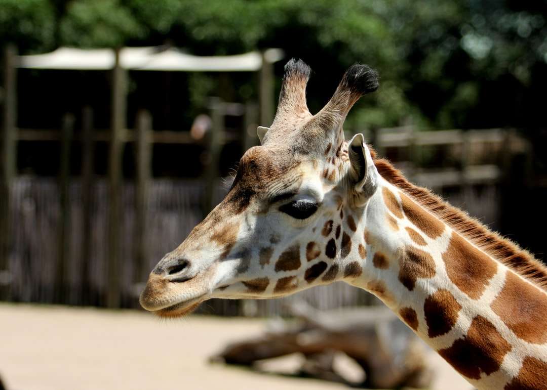 Girafa marrom e branco na gaiola quebra-cabeça