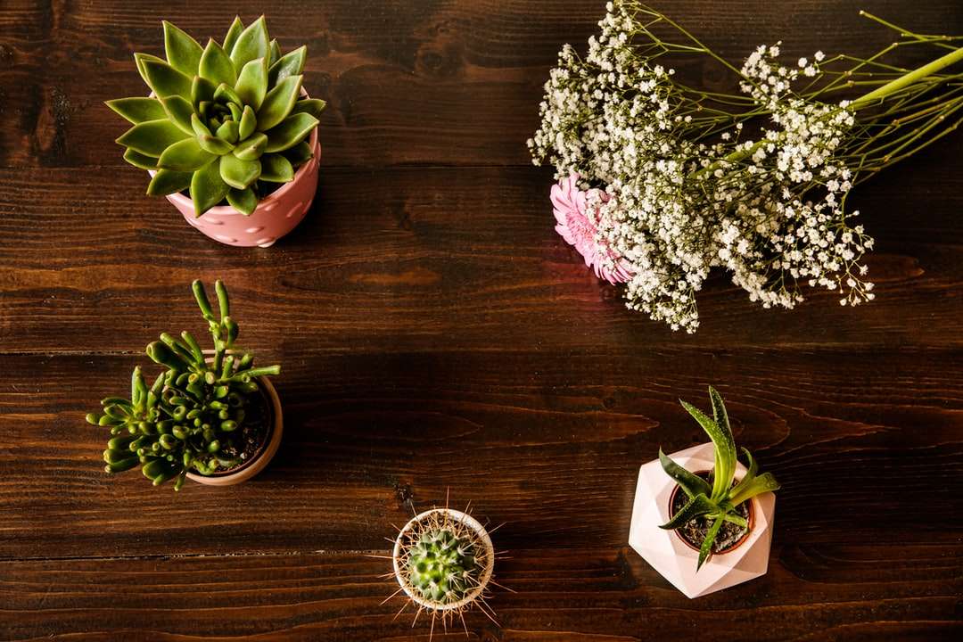 Zielona soczysta roślina na brown drewnianym stole puzzle online