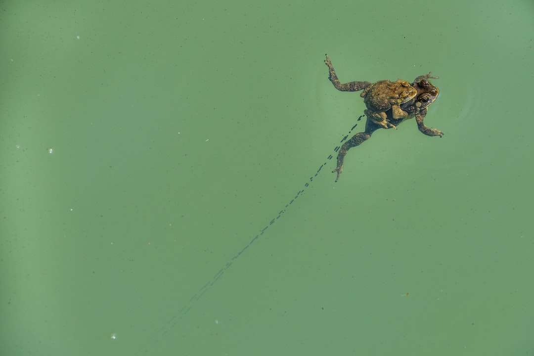Brązowa żaba na zielonej wodzie puzzle online