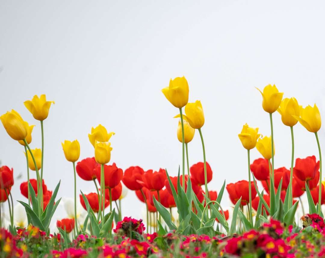 żółte i czerwone tulipany w rozkwicie w ciągu dnia puzzle online