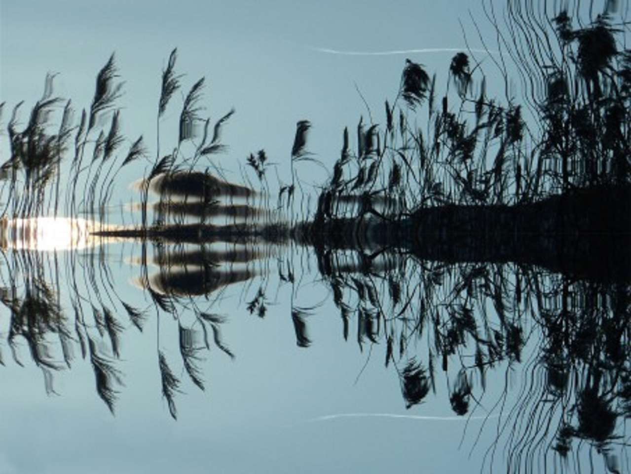 Reed odzwierciedlający brzeg jeziora puzzle online