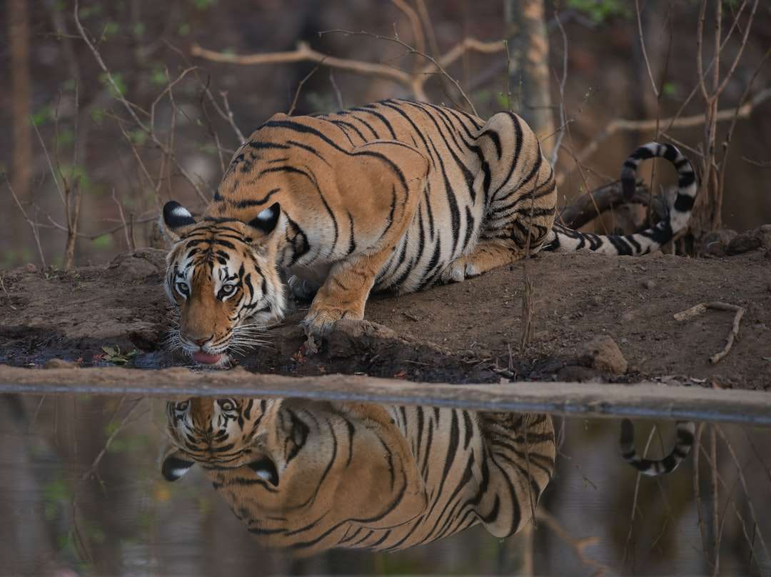 Tygrys leżący na ziemi w ciągu dnia puzzle online