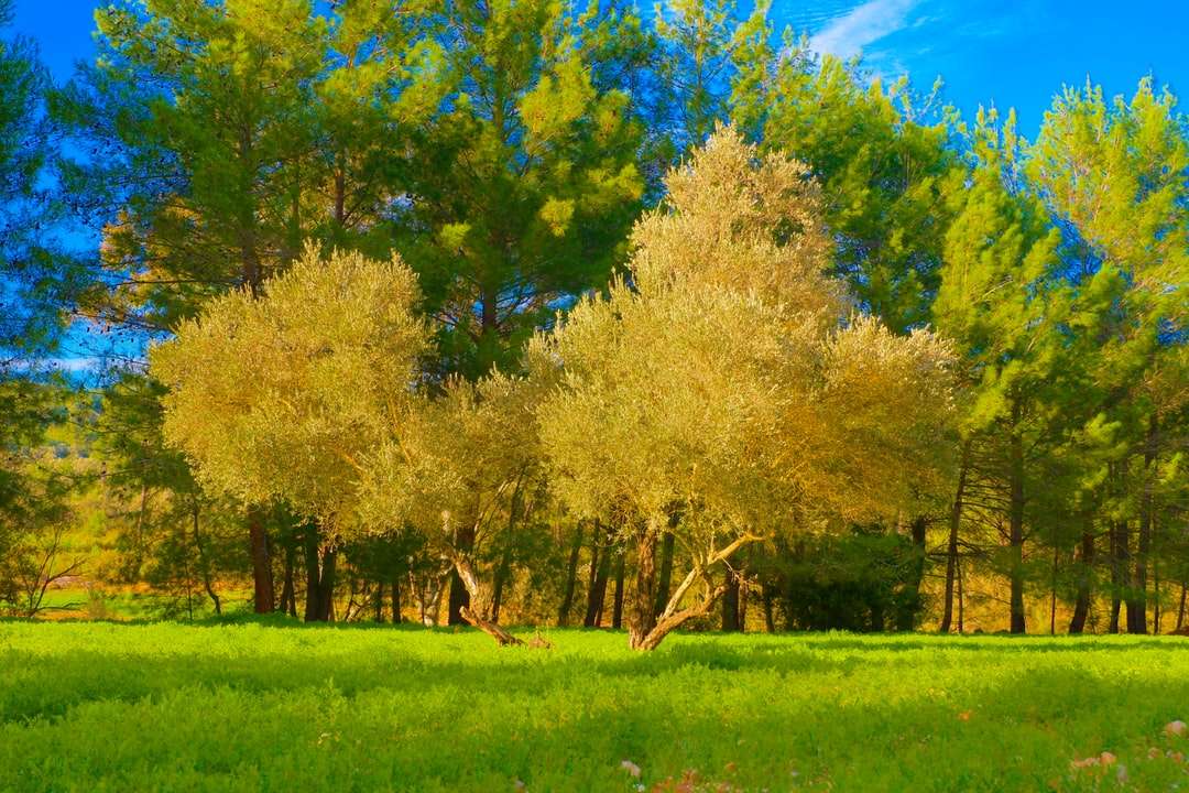 Zielone i żółte drzewa na zielonej trawie polu pod błękitnym niebem puzzle online