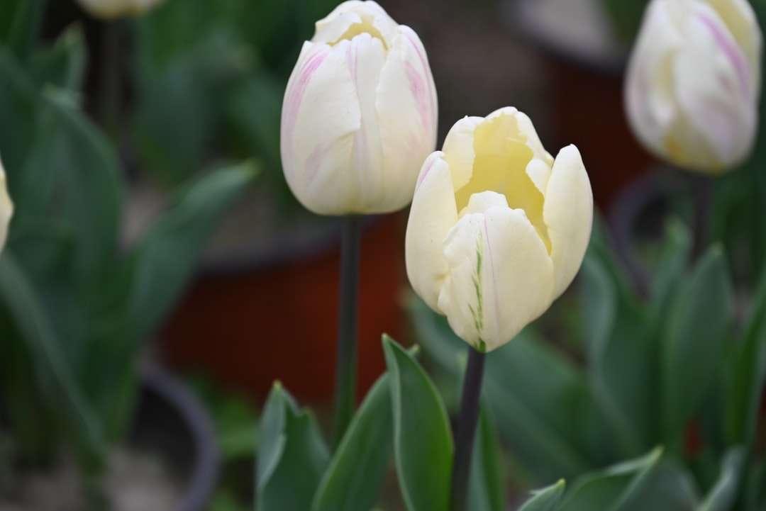 Białe i żółte tulipany w rozkwicie w ciągu dnia puzzle online