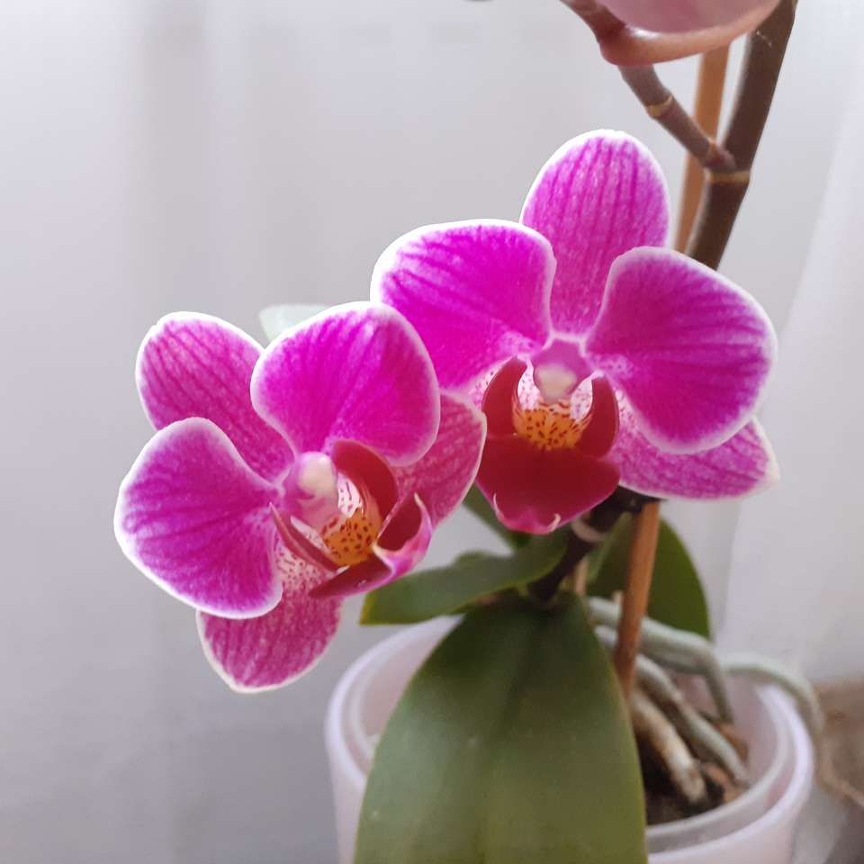 Orchidee Rumunii. puzzle online