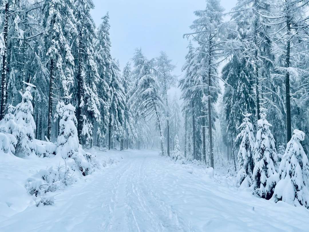 Śnieg pokryte drzewa w ciągu dnia puzzle online
