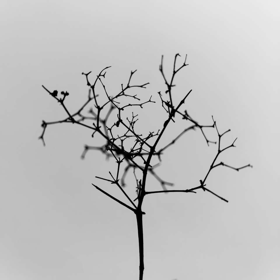 Czarne bezlistne drzewo pod białym niebem puzzle online
