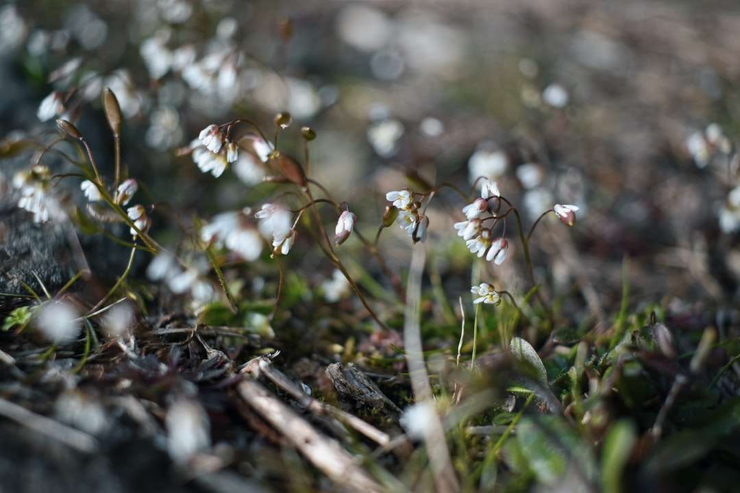 Białe kwiaty na zielonej trawie puzzle online