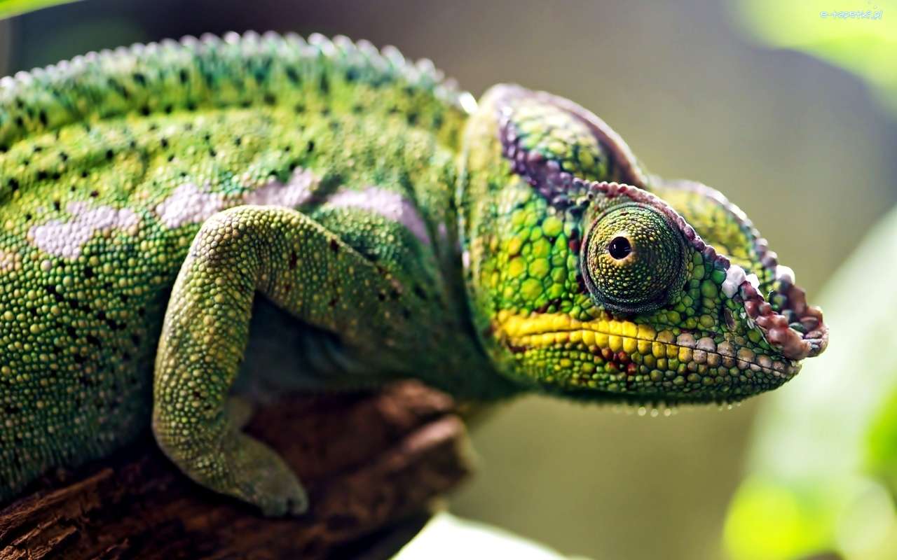 Zielony Kameleon, Jaszczurka puzzle online