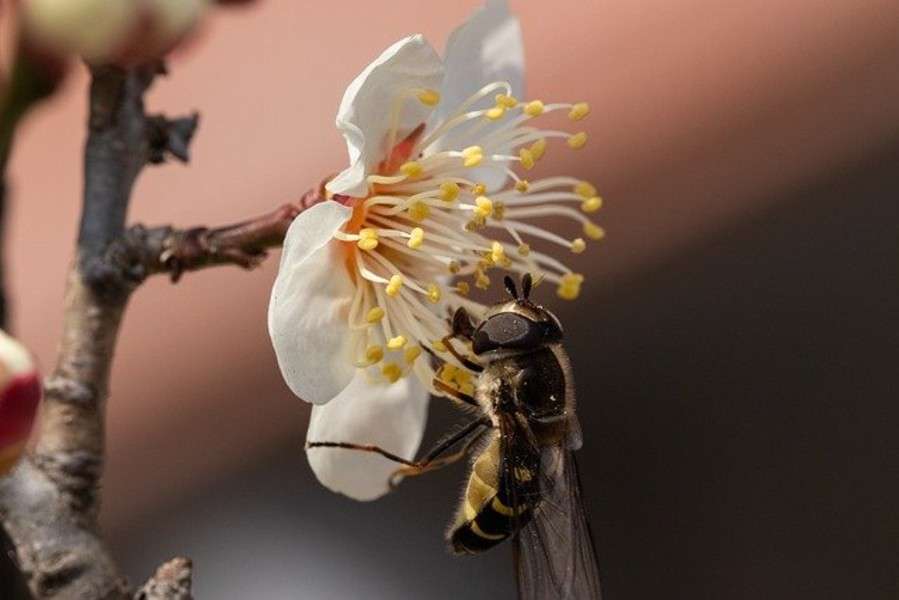 Pszczoła przy kwiatku puzzle online