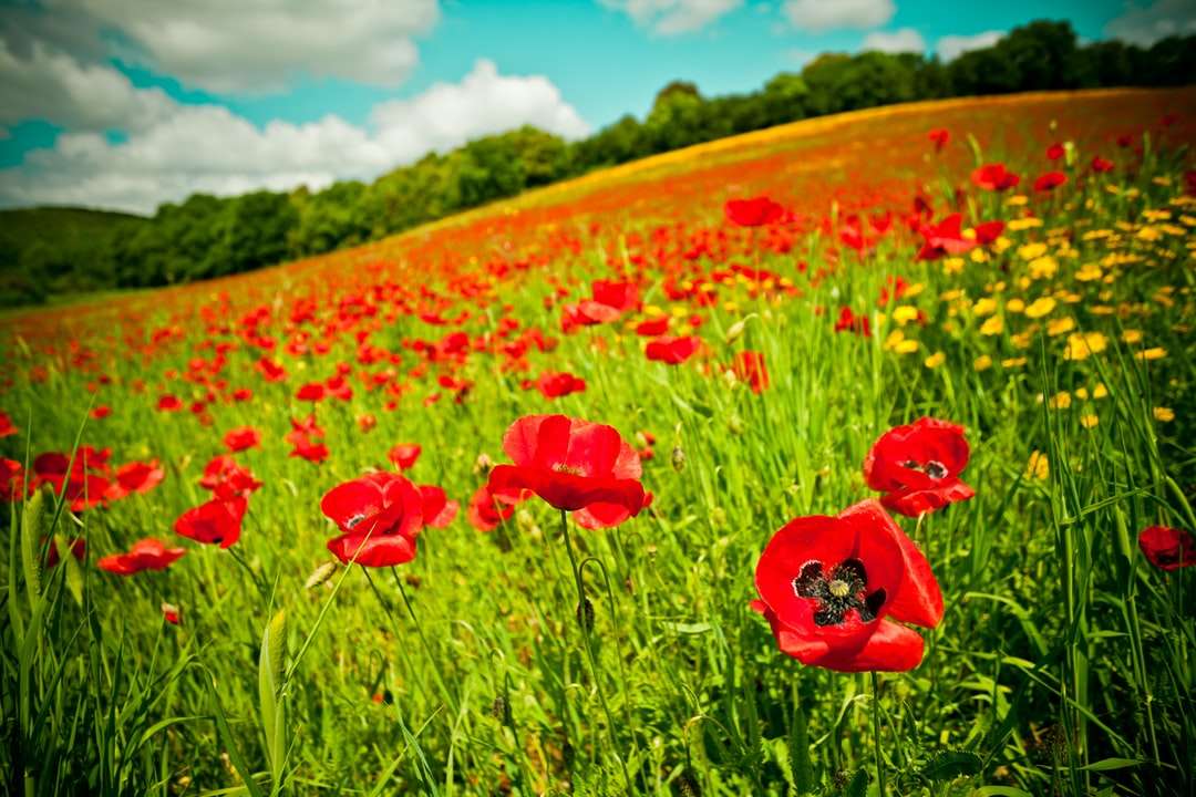 Czerwony kwiat pole pod błękitnym niebem w ciągu dnia puzzle online