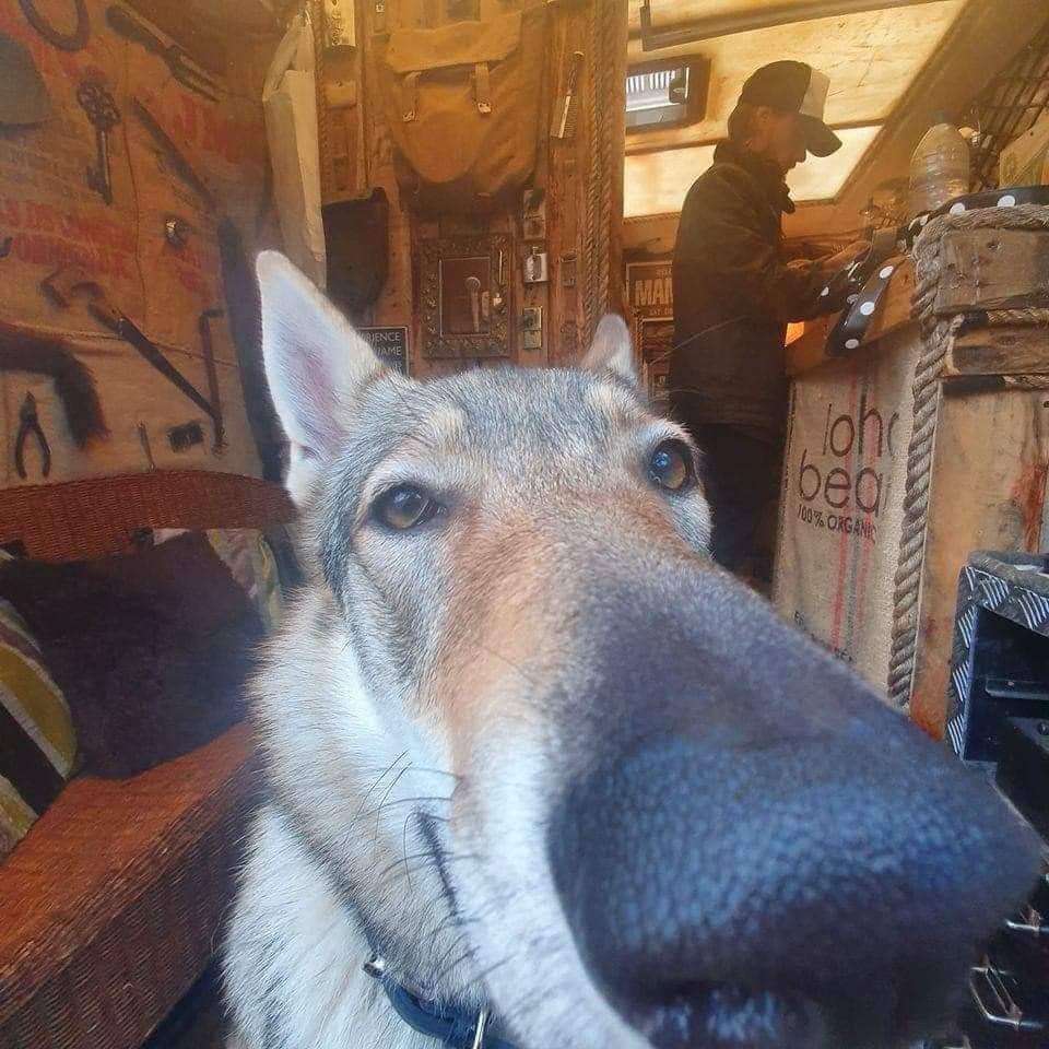 Ett foto av en hund som gör en hund pussel