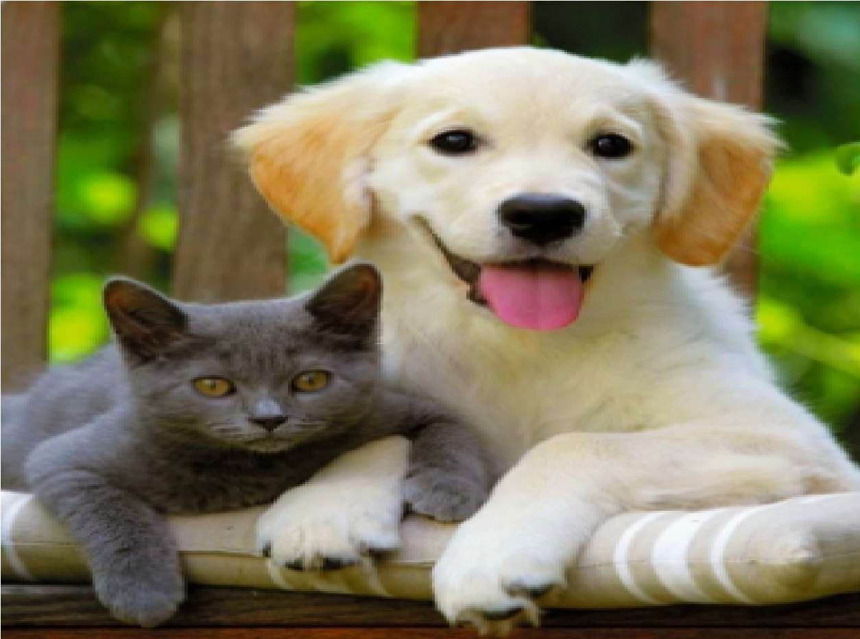 Pies i kot jak duże Belenes puzzle online