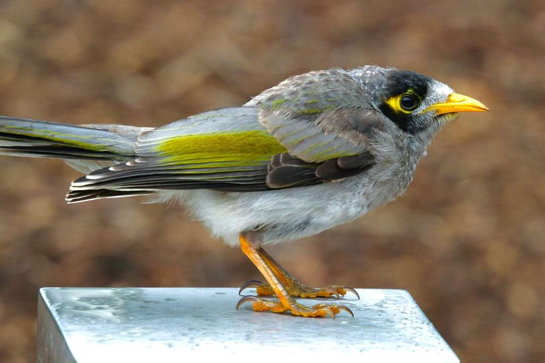 Biały czarny i żółty ptak na białym drewnianym ogrodzeniu puzzle online