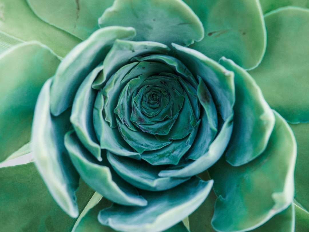 Zielony kwiat w zbliżeniu fotografii puzzle online