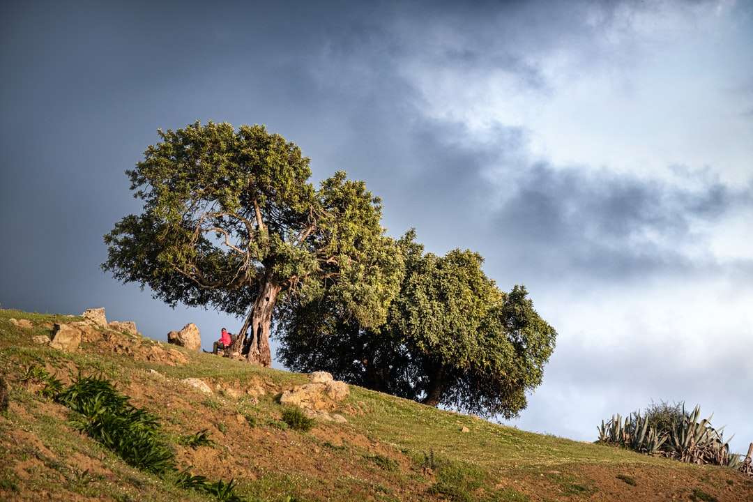 Zielone drzewo na zielonej trawie polu pod chmurnym niebem puzzle online