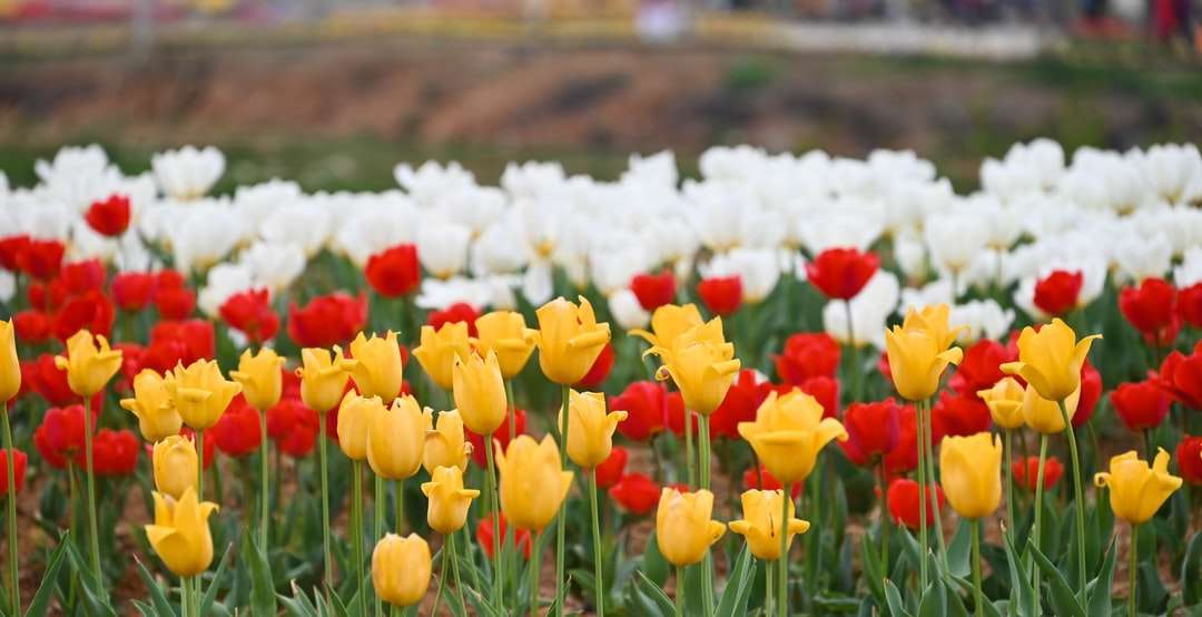 Czerwone i żółte tulipany w rozkwicie w ciągu dnia puzzle online