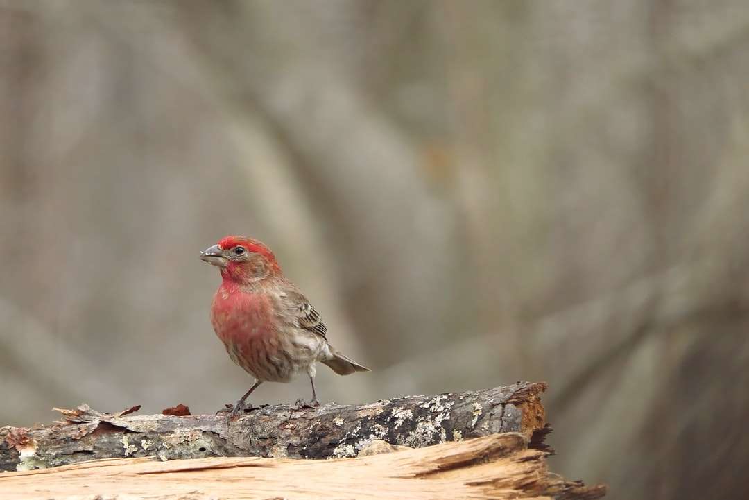Brown i czerwony ptak na brown drzewo gałąź puzzle online