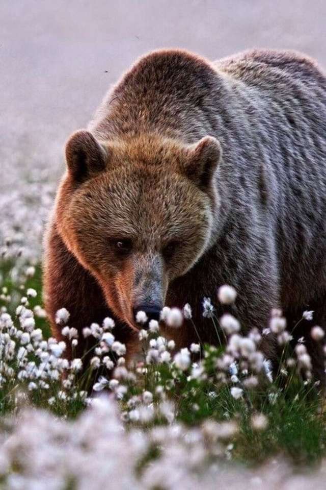 Niedźwiedź wśród kwiatów. puzzle online