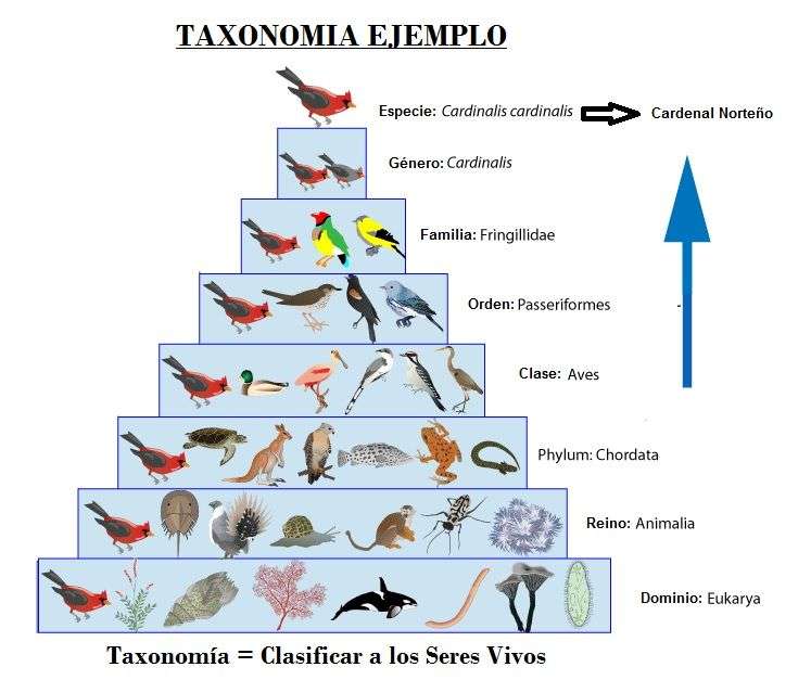 Klasyfikacja taksonomiczna puzzle online