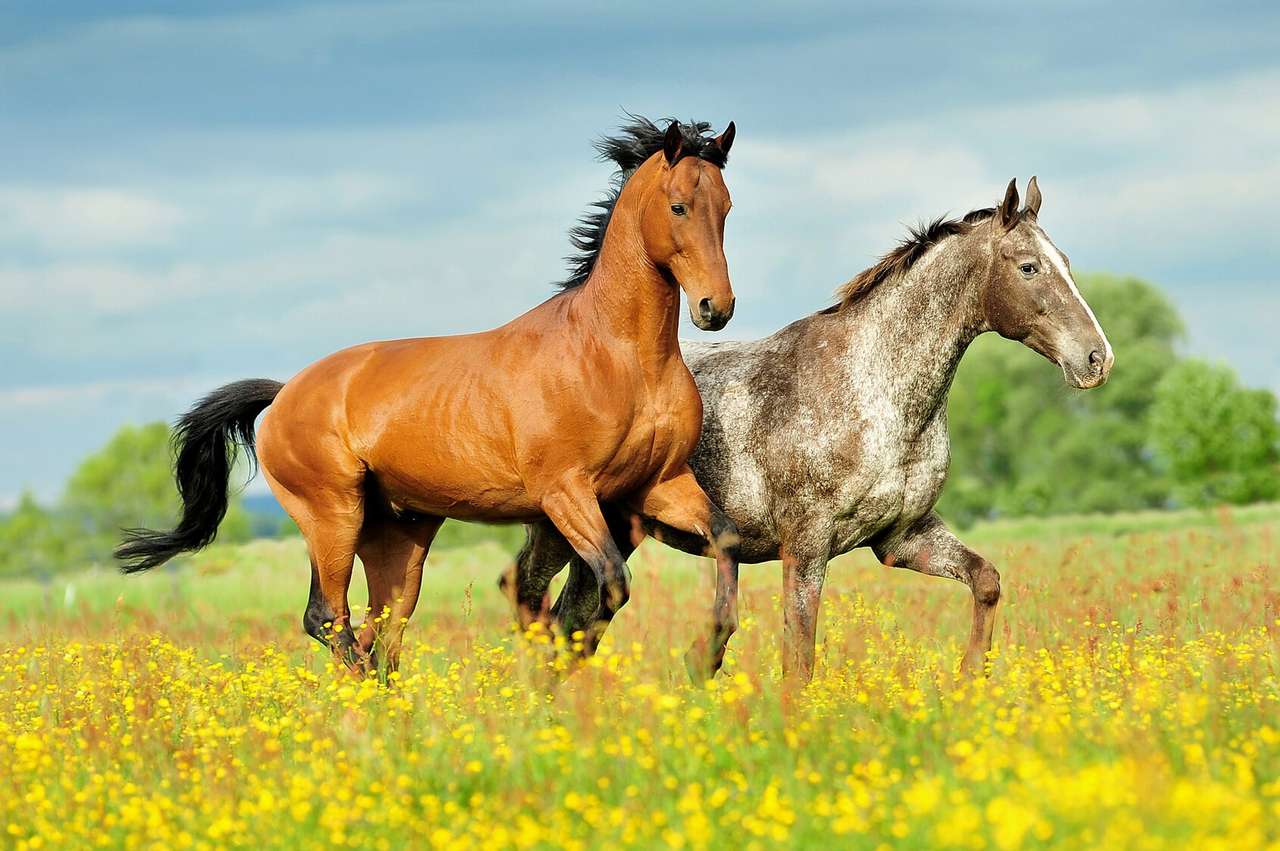 Konie na łące puzzle online