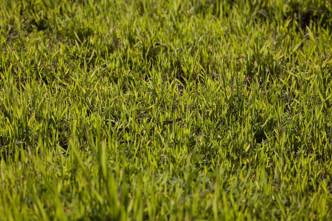 Zielone pole trawy w ciągu dnia puzzle online