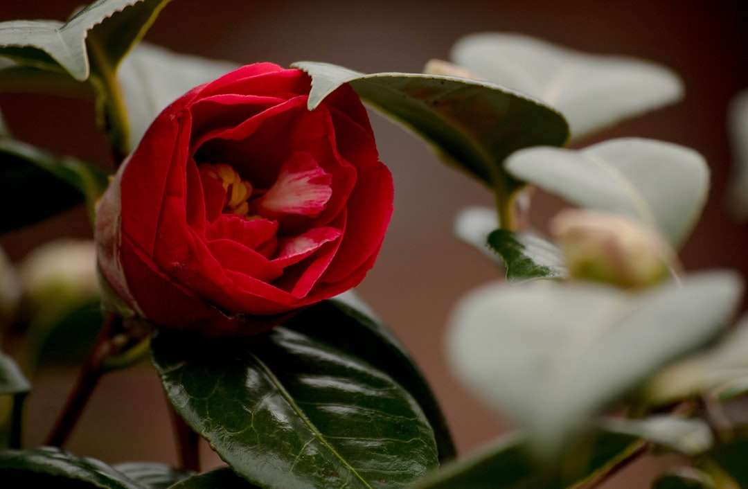Czerwona róża w rozkwicie w ciągu dnia puzzle online