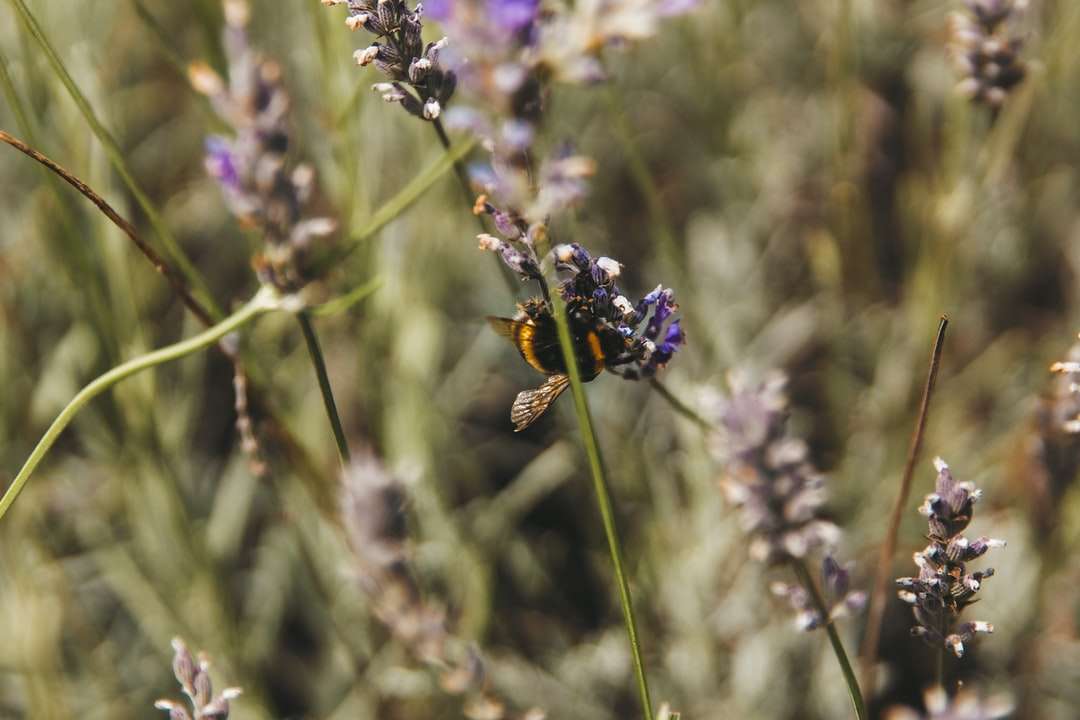 Czarna i żółta pszczoła na fioletowym kwiacie puzzle online