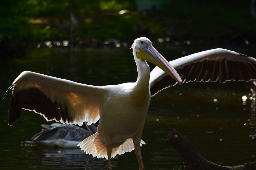 Biały pelikan na wodzie w ciągu dnia puzzle online
