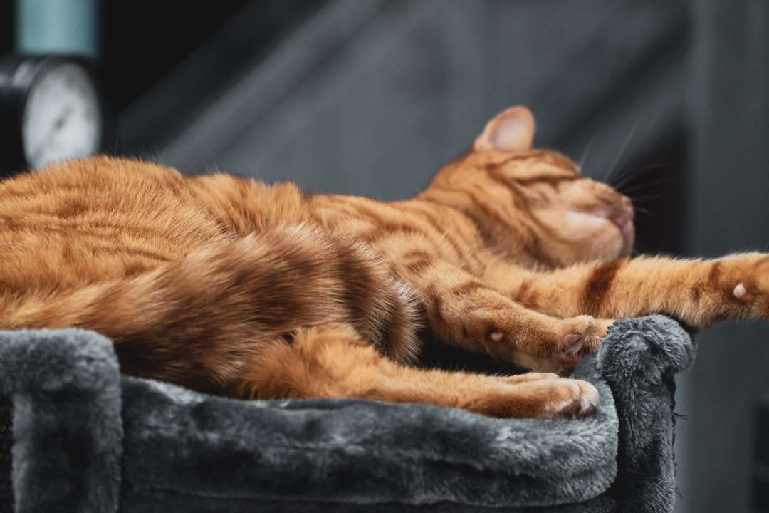 Pomarańczowy pręgowany kot leżący na czarnej tkaninie puzzle online