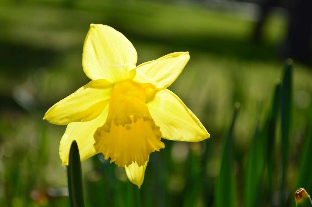 Narcyza - wiosenne kwiaty puzzle online