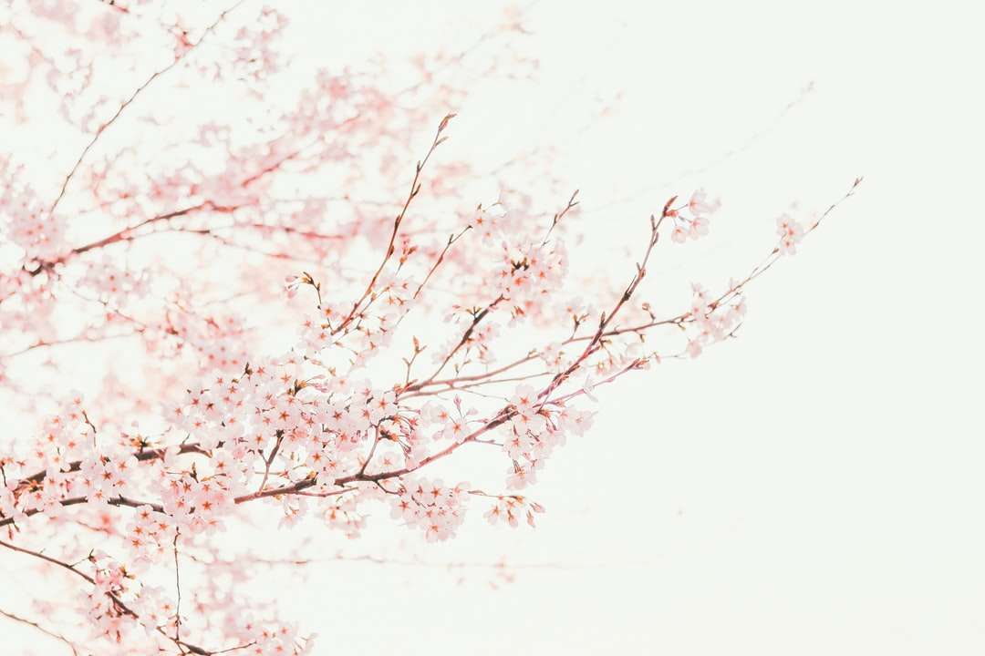 Różowy drzewo kwitnienia wiśni w ciągu dnia puzzle online