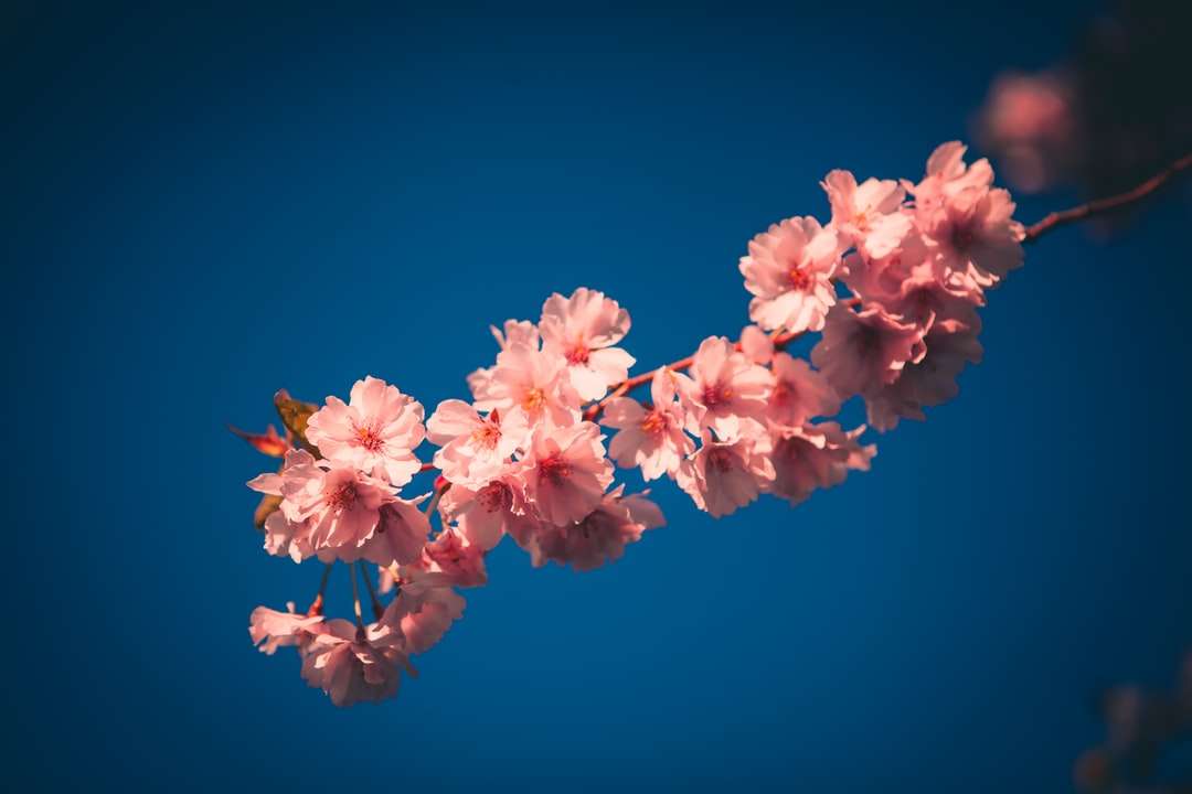 Różowy kwiat wiśni w zbliżeniu fotografii puzzle online