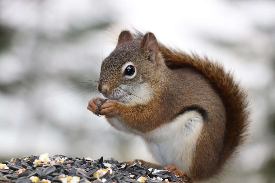 Brązowa i biała wiewiórka na pokryte śniegiem puzzle online