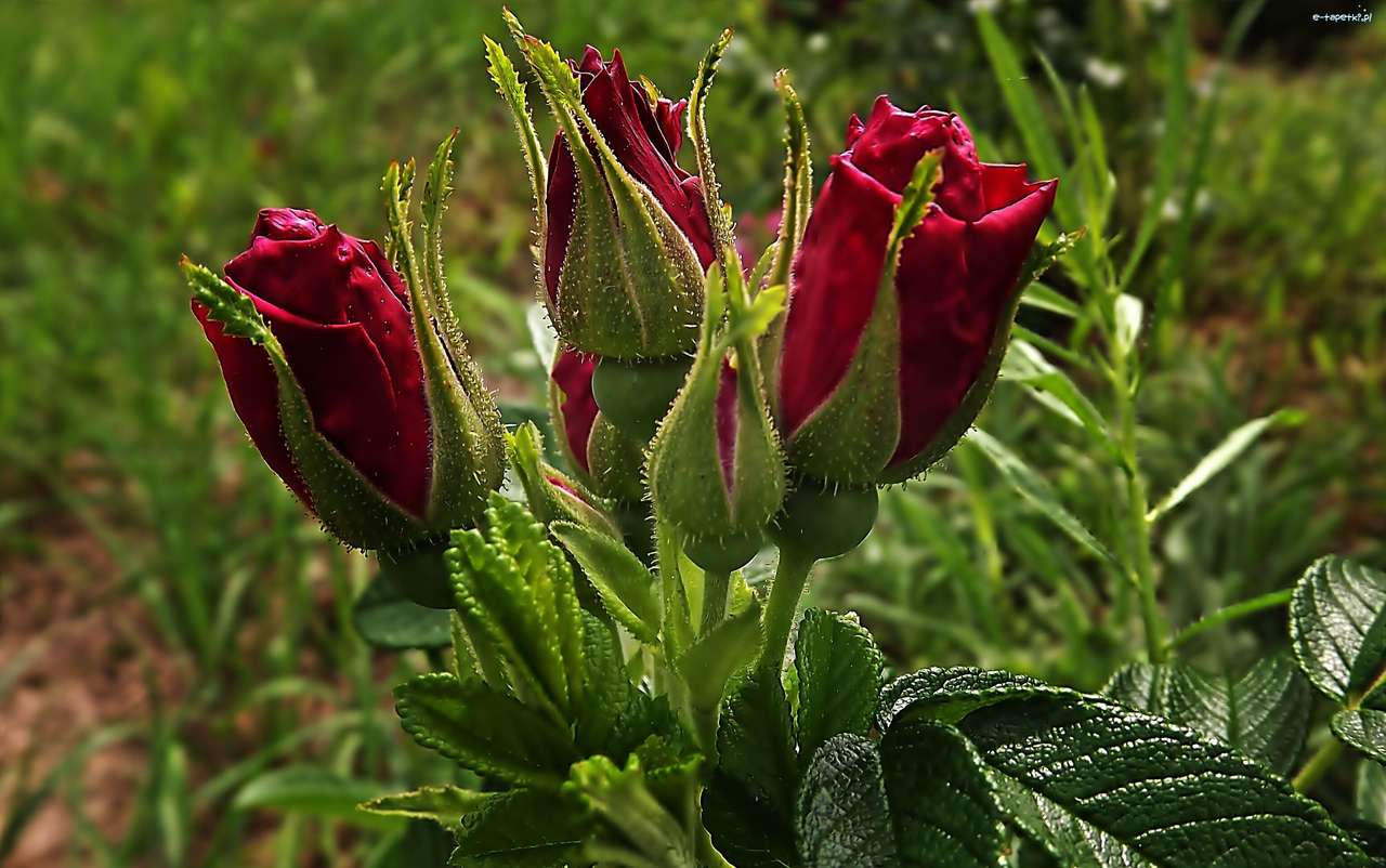 czerwone pączki róży puzzle online