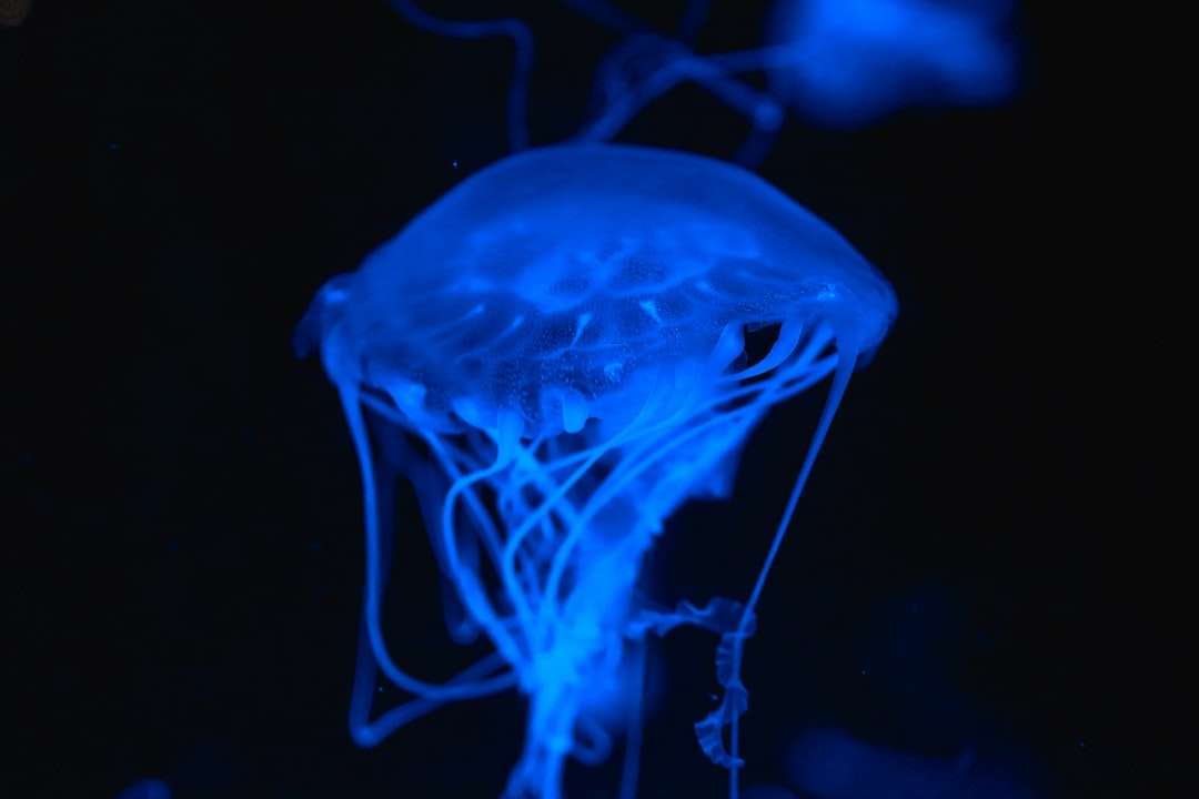 Blue Jellyfish w bliska fotografii puzzle online