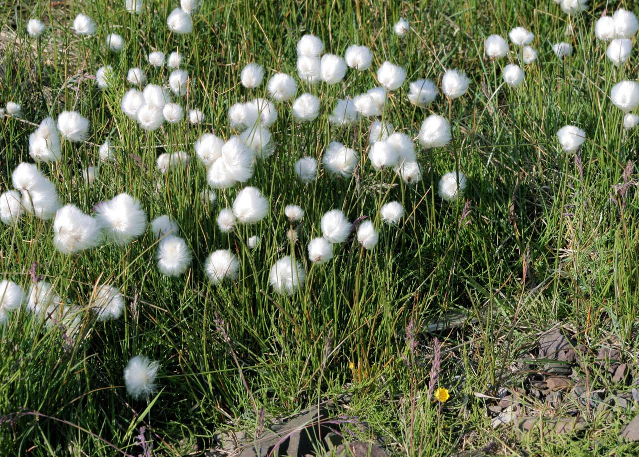 Białe kwiatuszki wśród trawy puzzle online